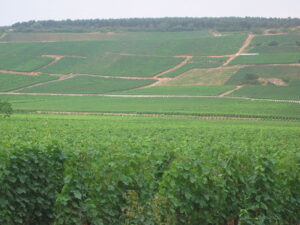 wijngaarden Vosne Romanee